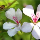 Blümle aus dem Garten 