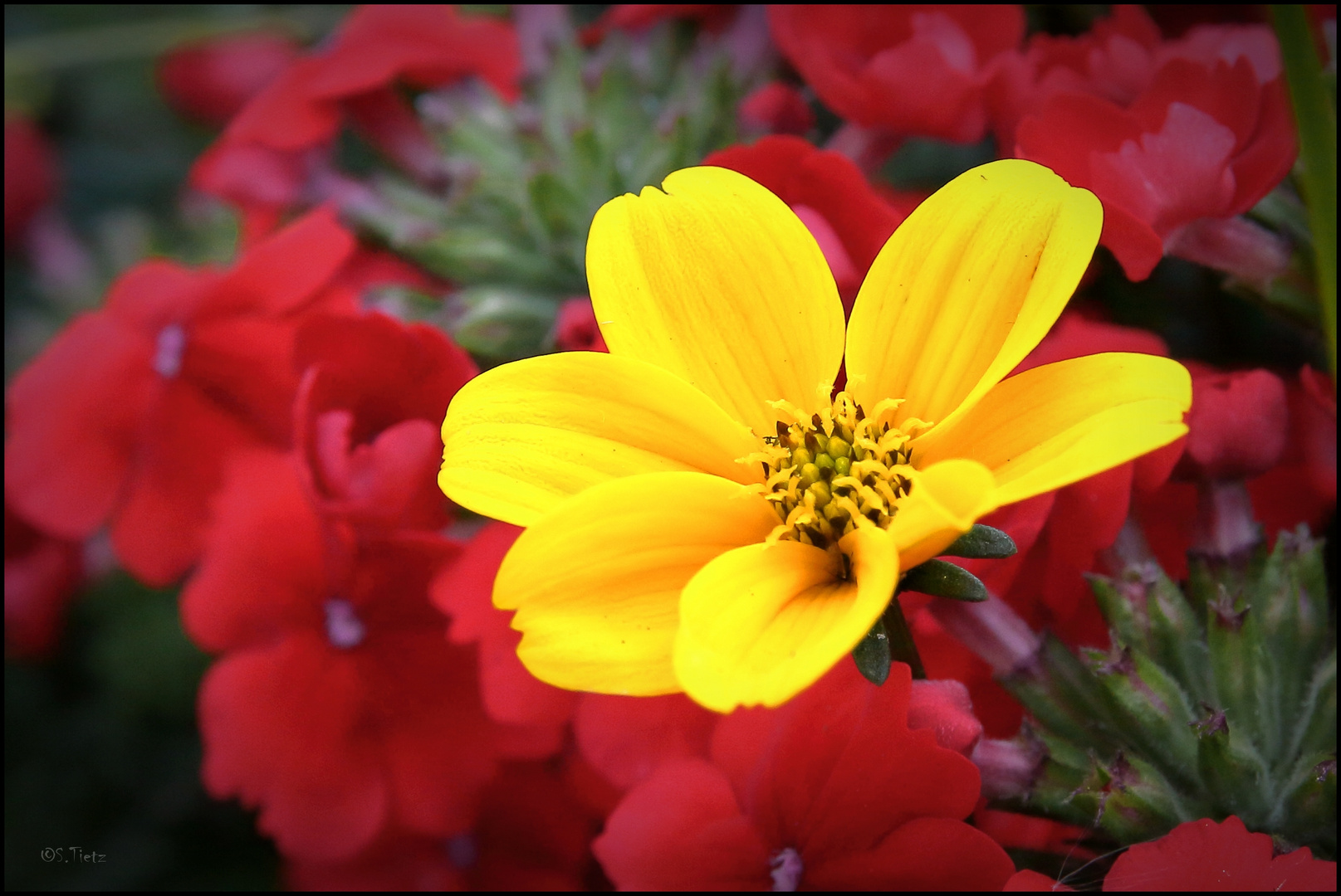 Blümle aus dem Garten