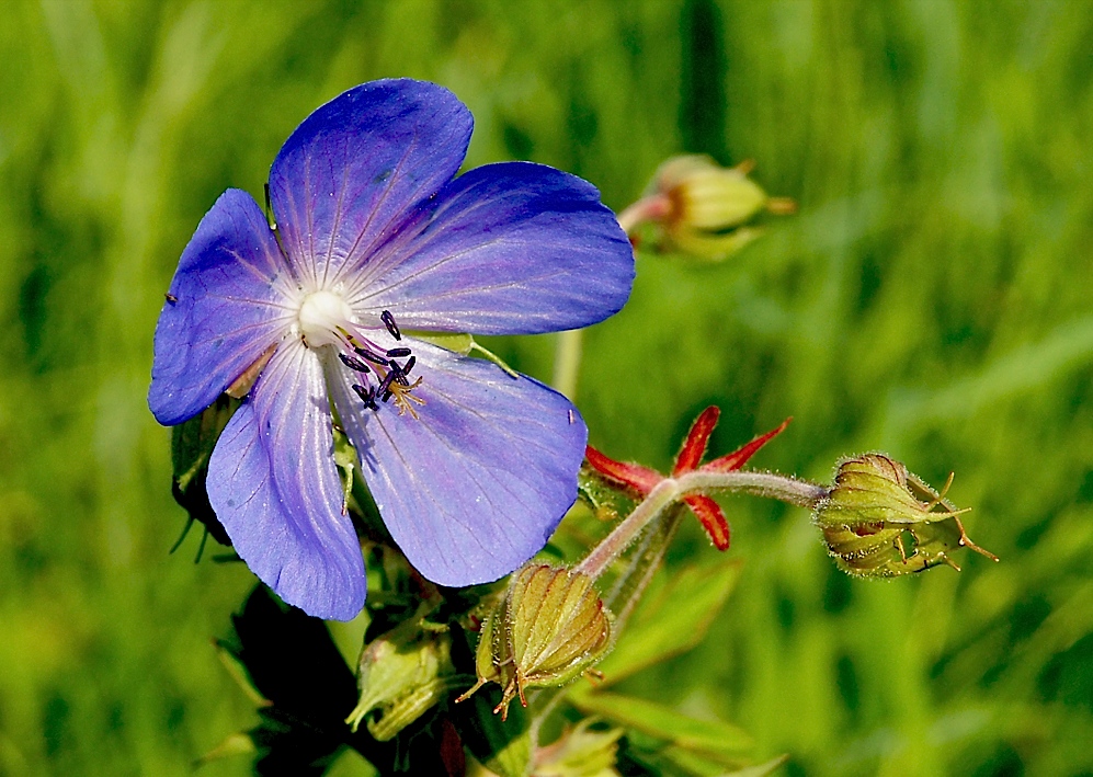 Blümlein Blau