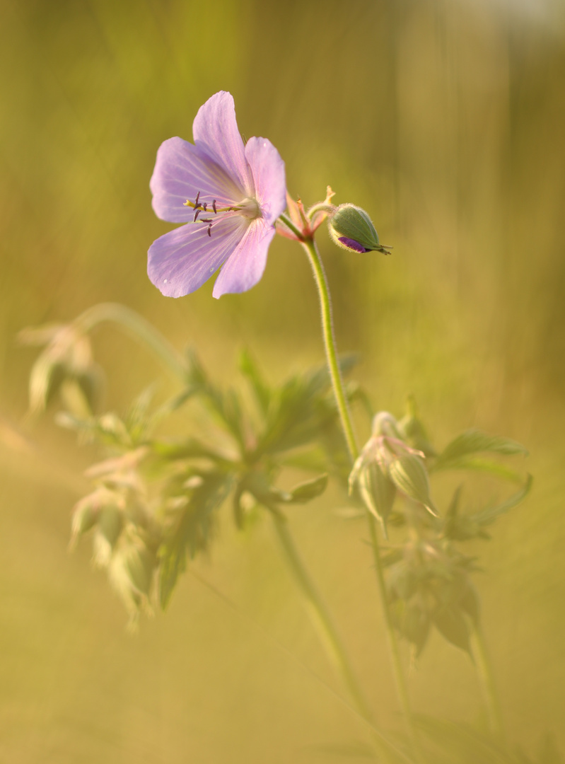 Blümlein zart im Abendlicht