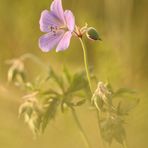 Blümlein zart im Abendlicht