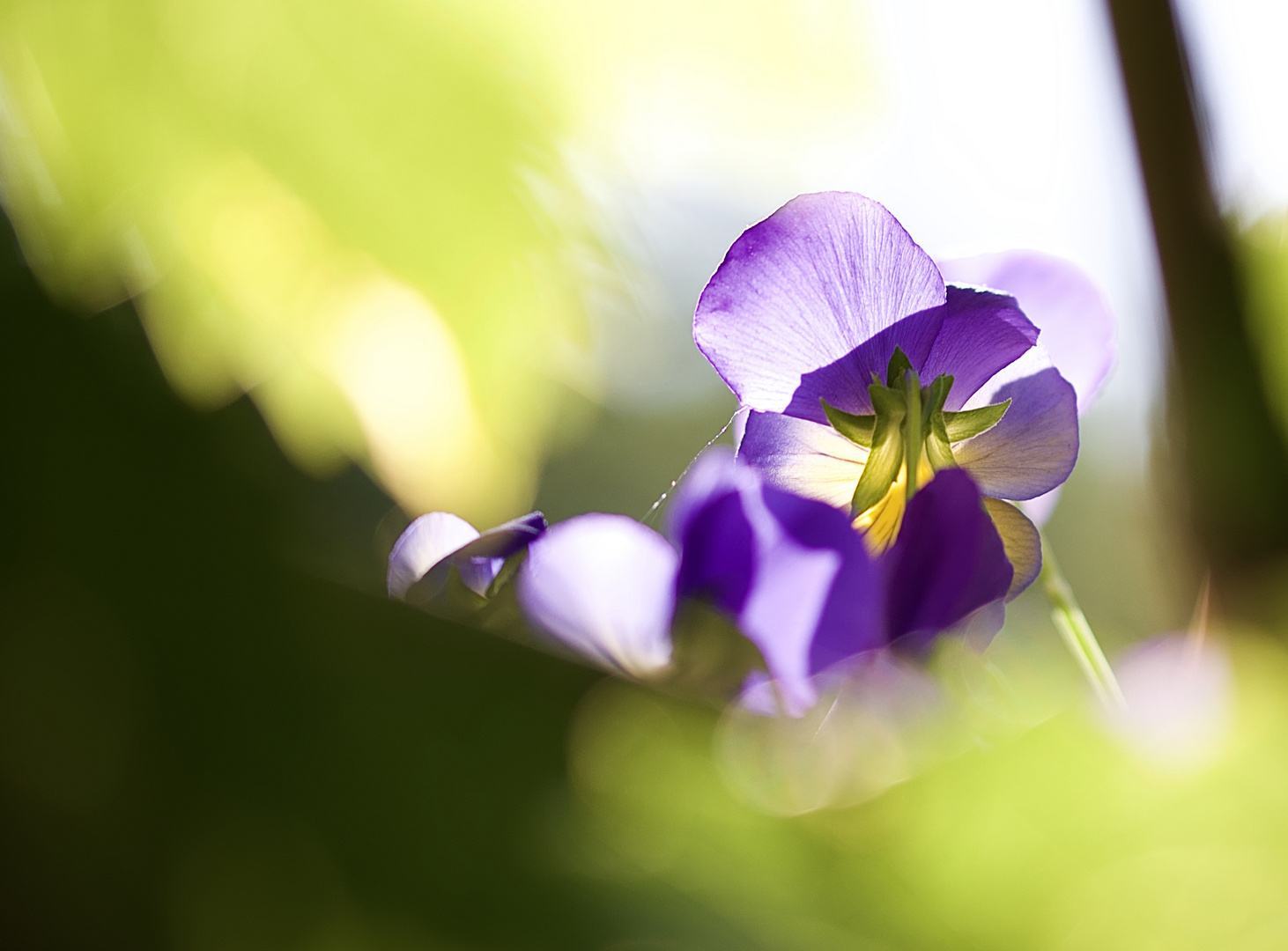 Blümleinblau