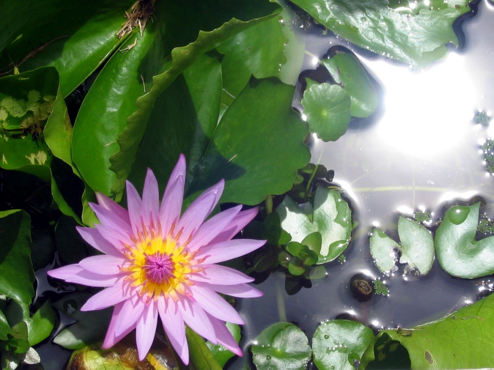 Blümmsche im Wasser