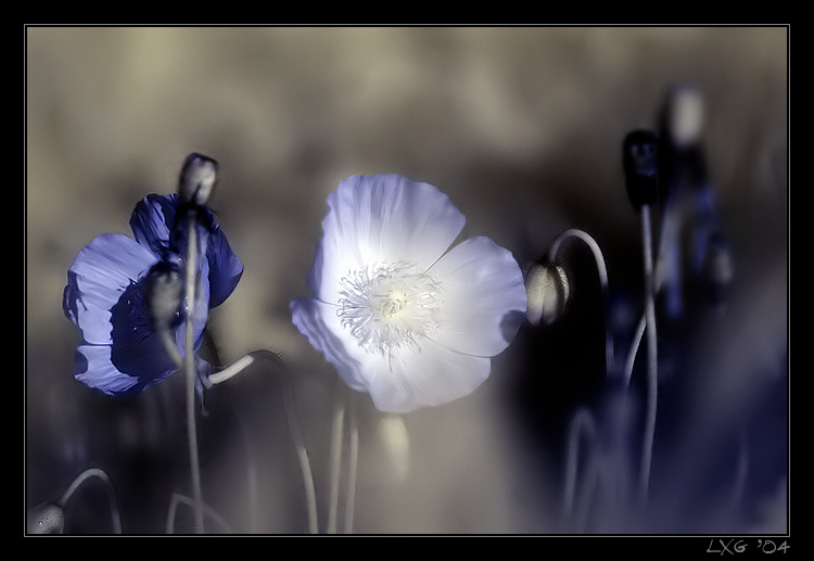 blue.mohn.