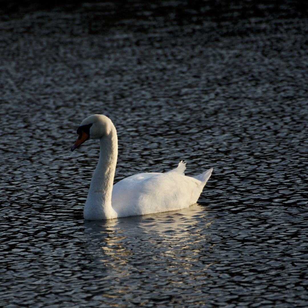 BlueMonday 8.03.2021  White Swan on blue Lake