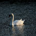 BlueMonday 8.03.2021  White Swan on blue Lake