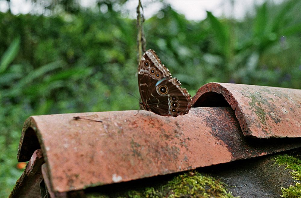 BlueMorpho