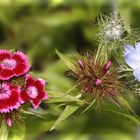 "Blümsche" aus Birgits Garten