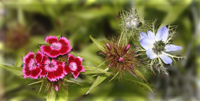 "Blümsche" aus Birgits Garten