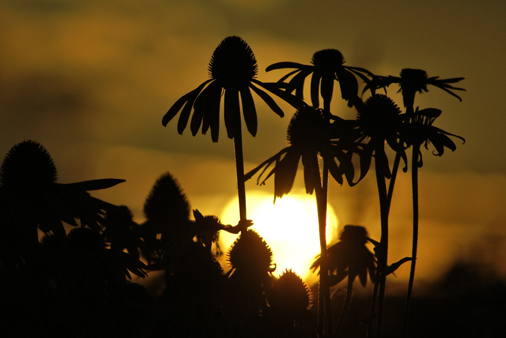 Blümsche im Sonnenuntergang