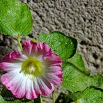 BLÜMSCHEN AN DER MAUER