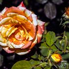 BLÜMSCHENTAG IST HEUTE - WAS FÜR EIN ROSEN-TAG!!!