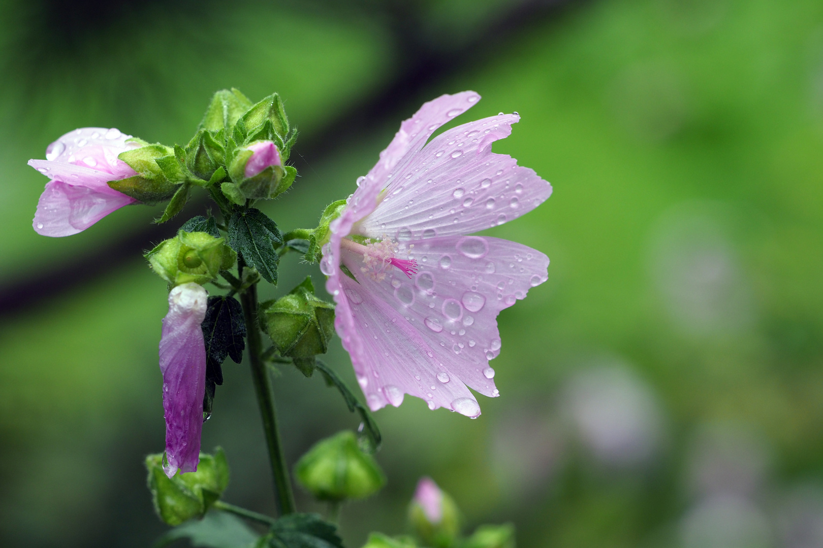 BLÜNCHEN IM REGEN