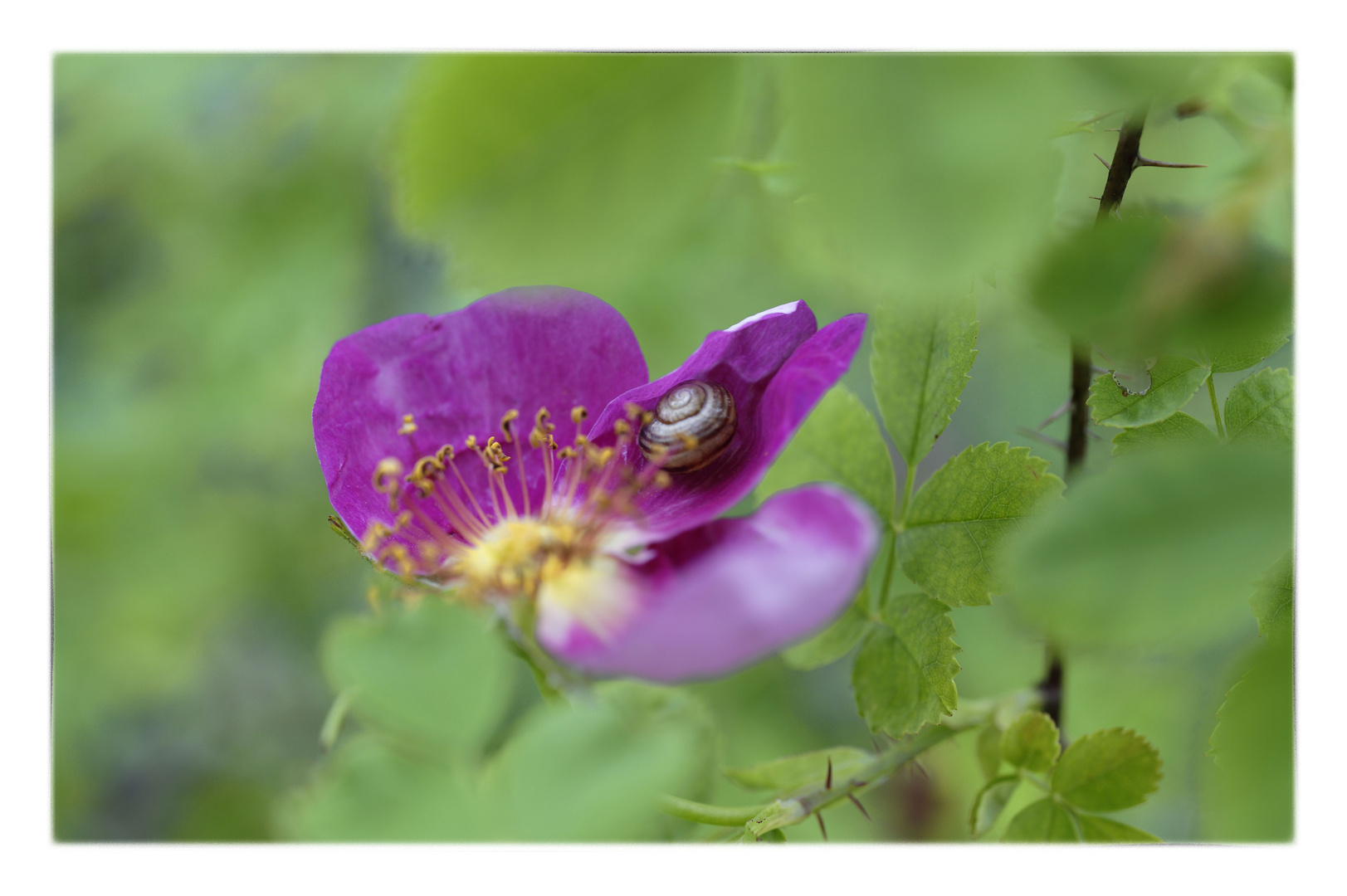 Blüpflanz mit Besuch - Gastschnecke