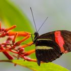 Blüpflanzenbesucher: Großen Kurier / Postman (Heliconius melpomene rosina)