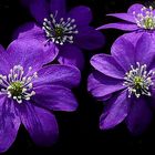 Bluer anemones