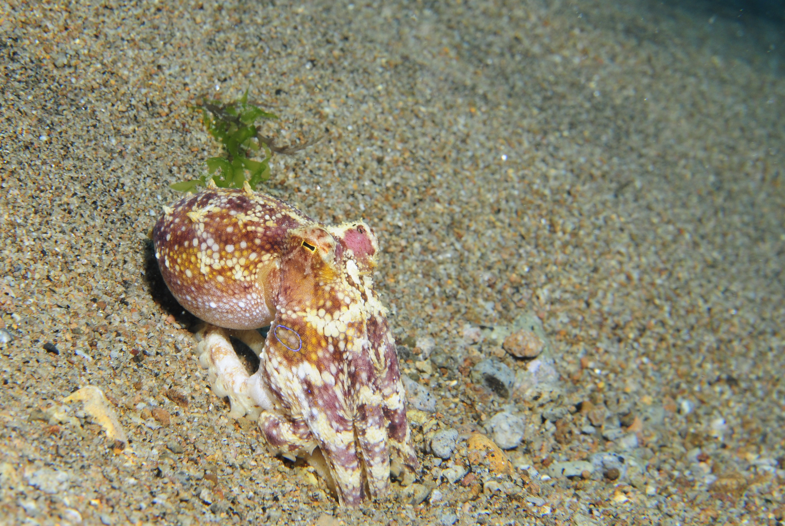 Bluering Octopus/ Negros Philippines 