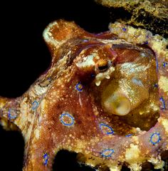 Blueringed Octopus