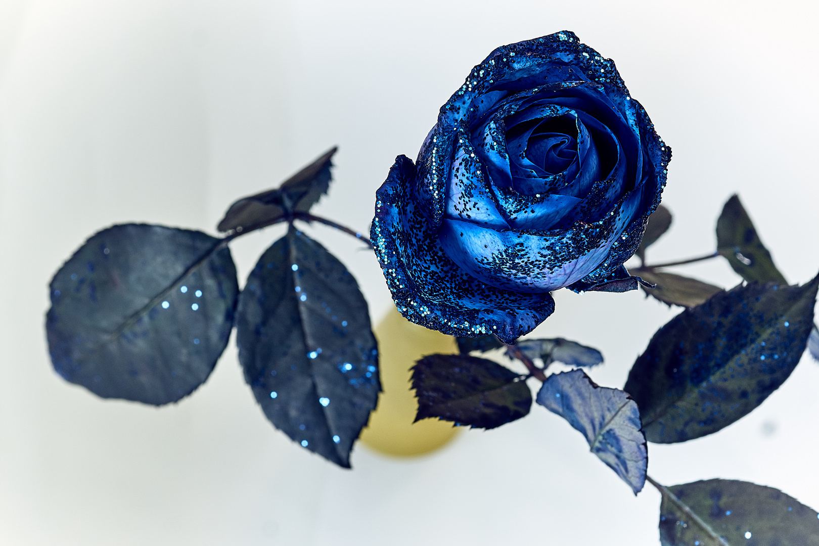 Blue_Rose