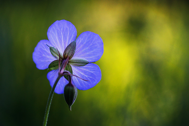 blue(s)