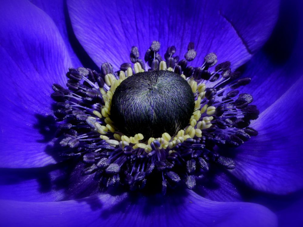 Blue(s) Feelings ...