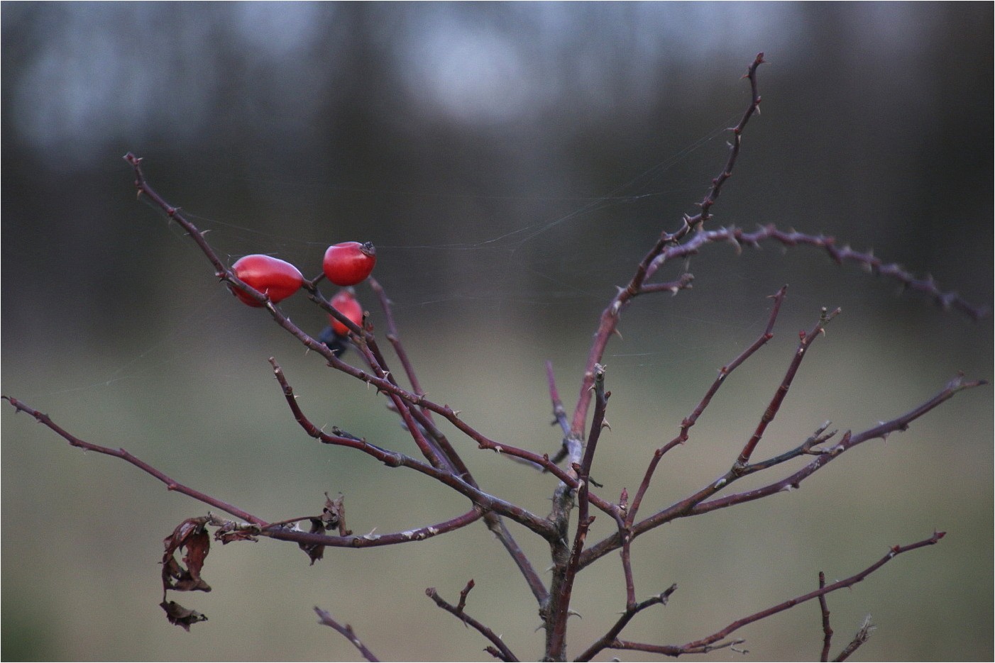 Blues in rot