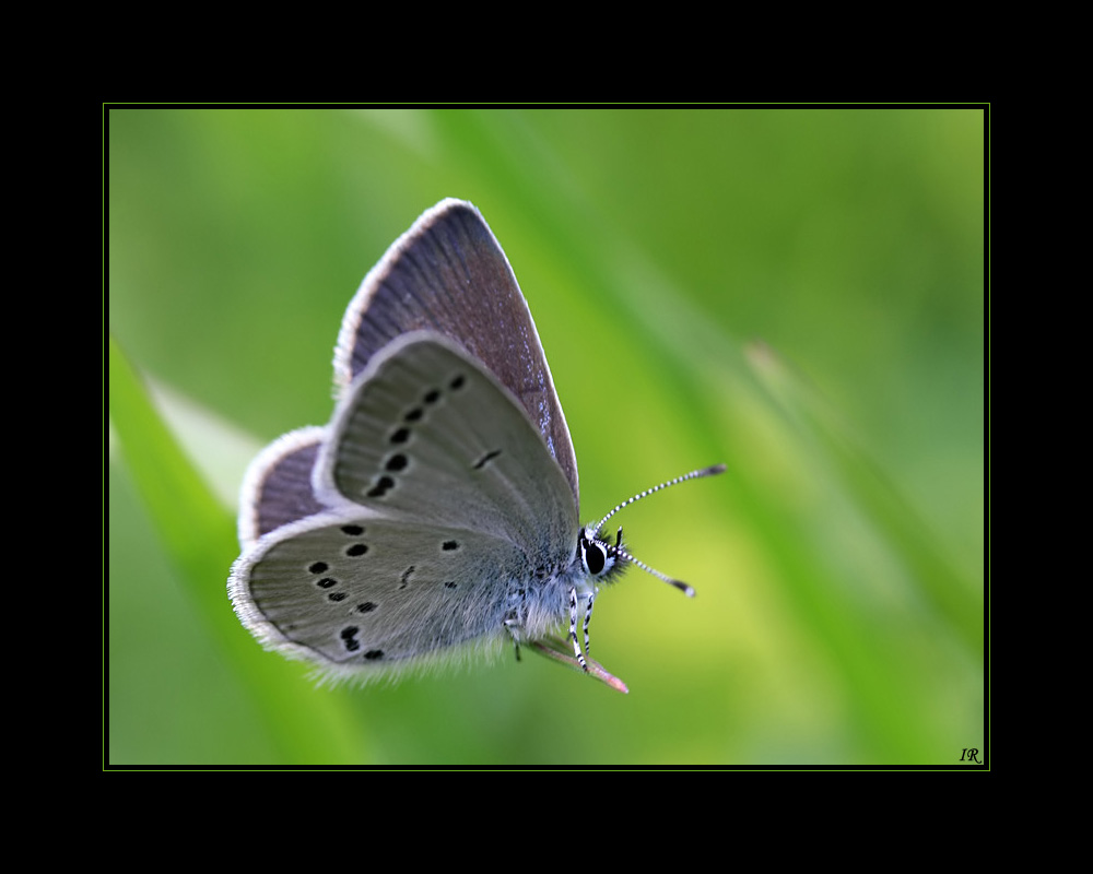 Blues of Nature