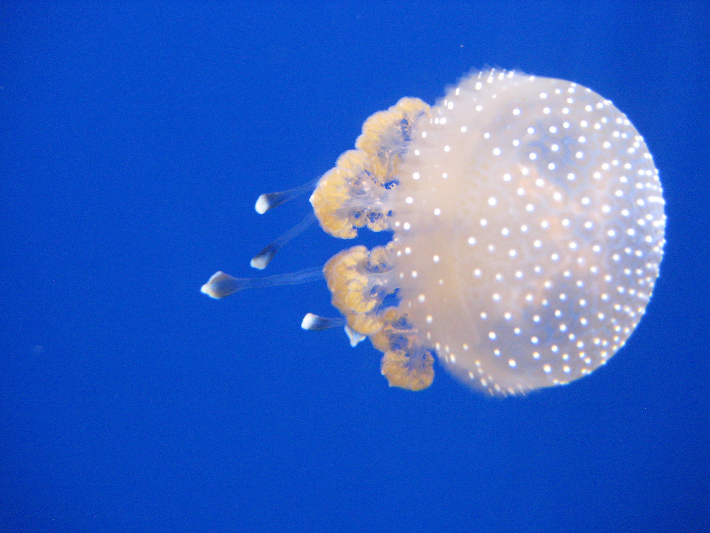 Bluescreen Jellyfish