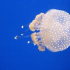 Bluescreen Jellyfish