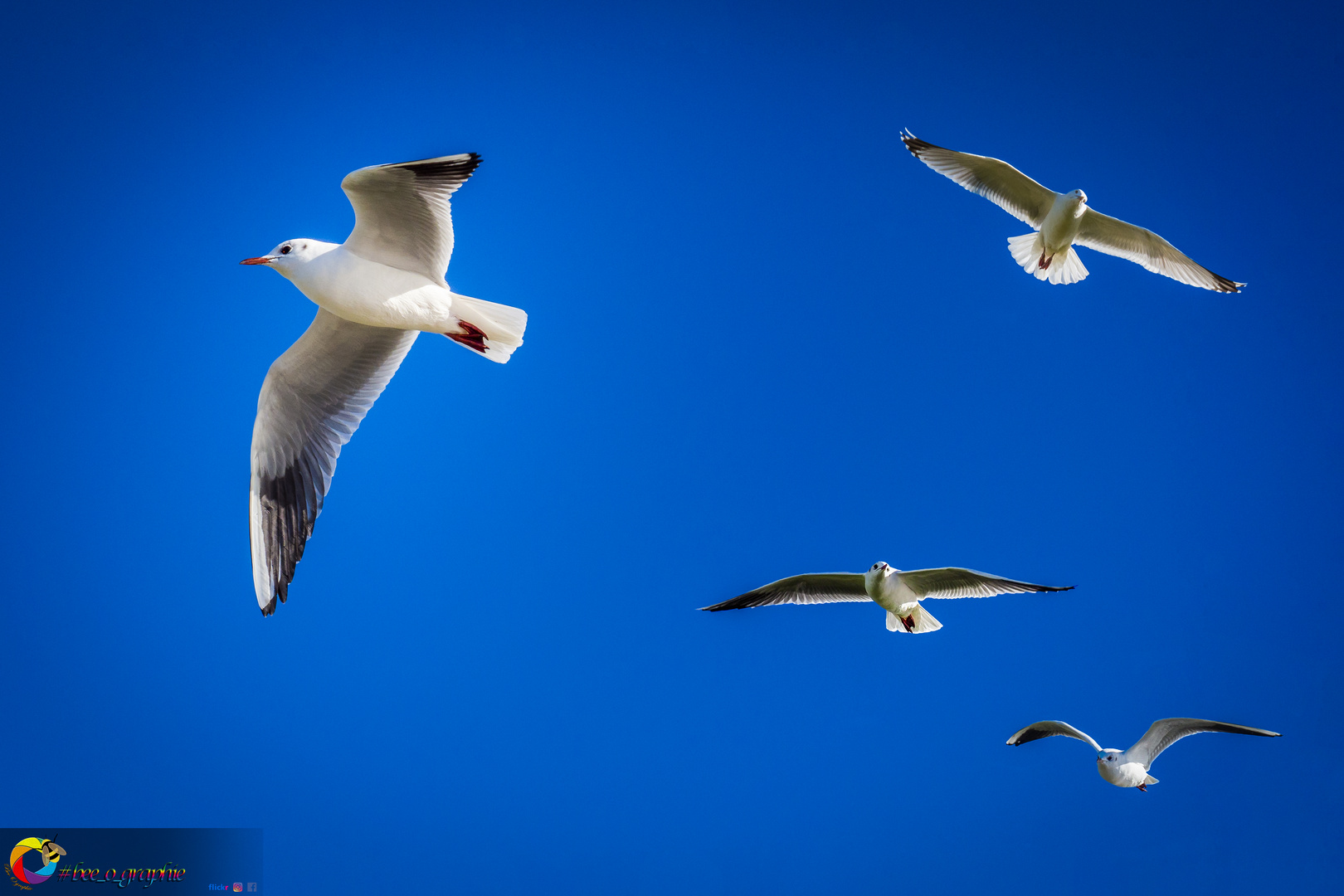 bluesky_seagulls