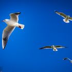 bluesky_seagulls