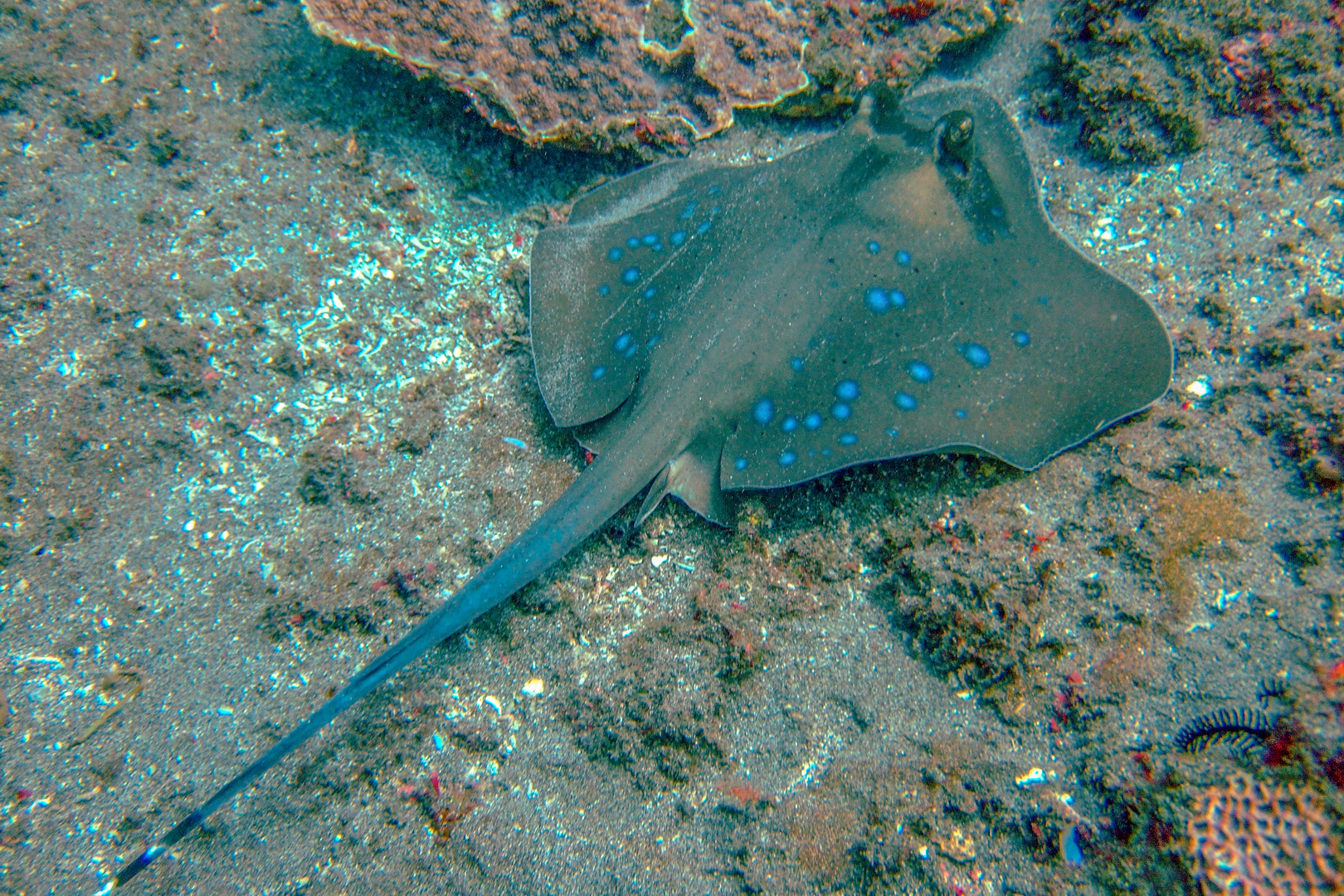 Bluespotted ribbontail ray