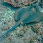 Bluespotted ribbontail ray