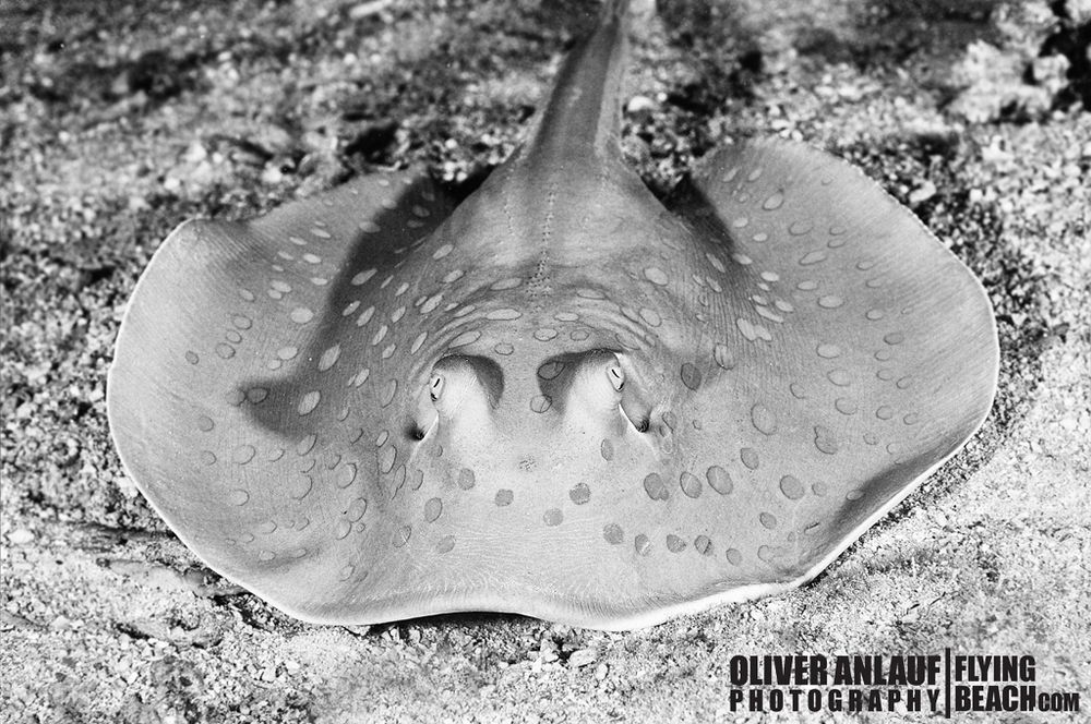 ° Bluespotted ribbontail ray °