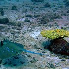 Bluespotted ribbontail ray