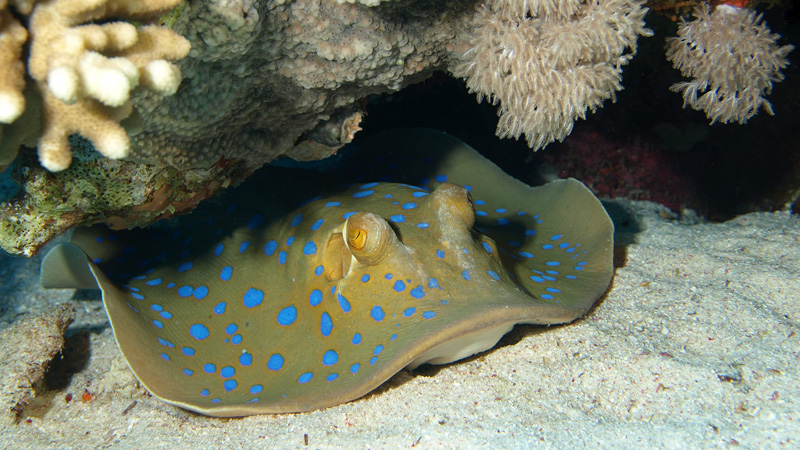 Bluespotted Stingray - Blaupunktrochen