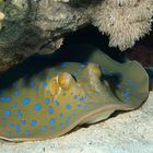 Bluespotted Stingray - Blaupunktrochen