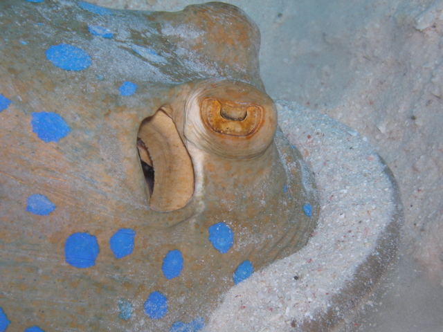 bluespotted stingray digging for food