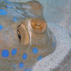 bluespotted stingray digging for food