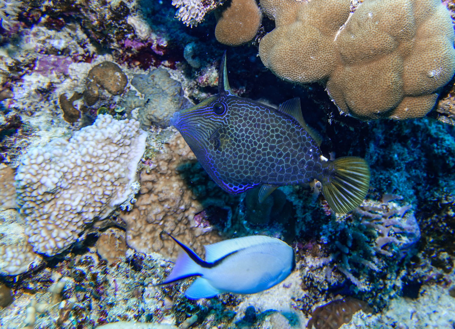 Bluestriped Triggerfish