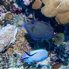 Bluestriped Triggerfish