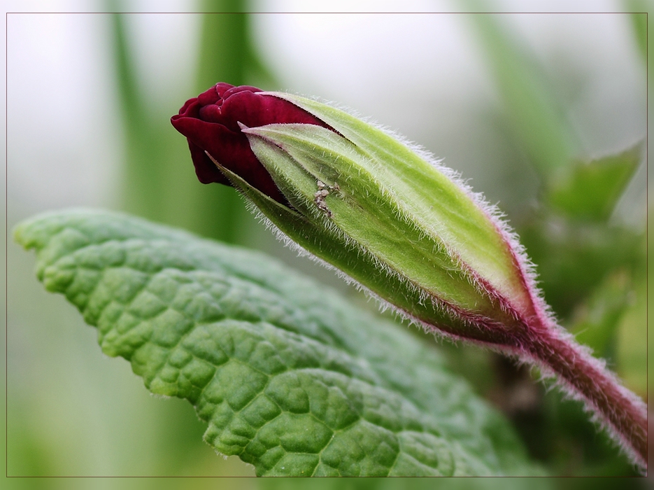 Blütchen aus unserem Garten -