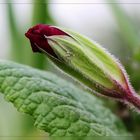 Blütchen aus unserem Garten -