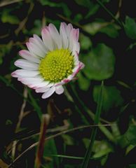 Blütchen in der Blüte