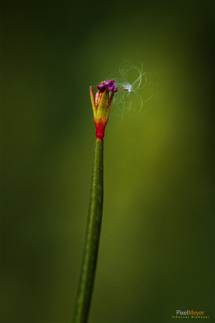 Blüte