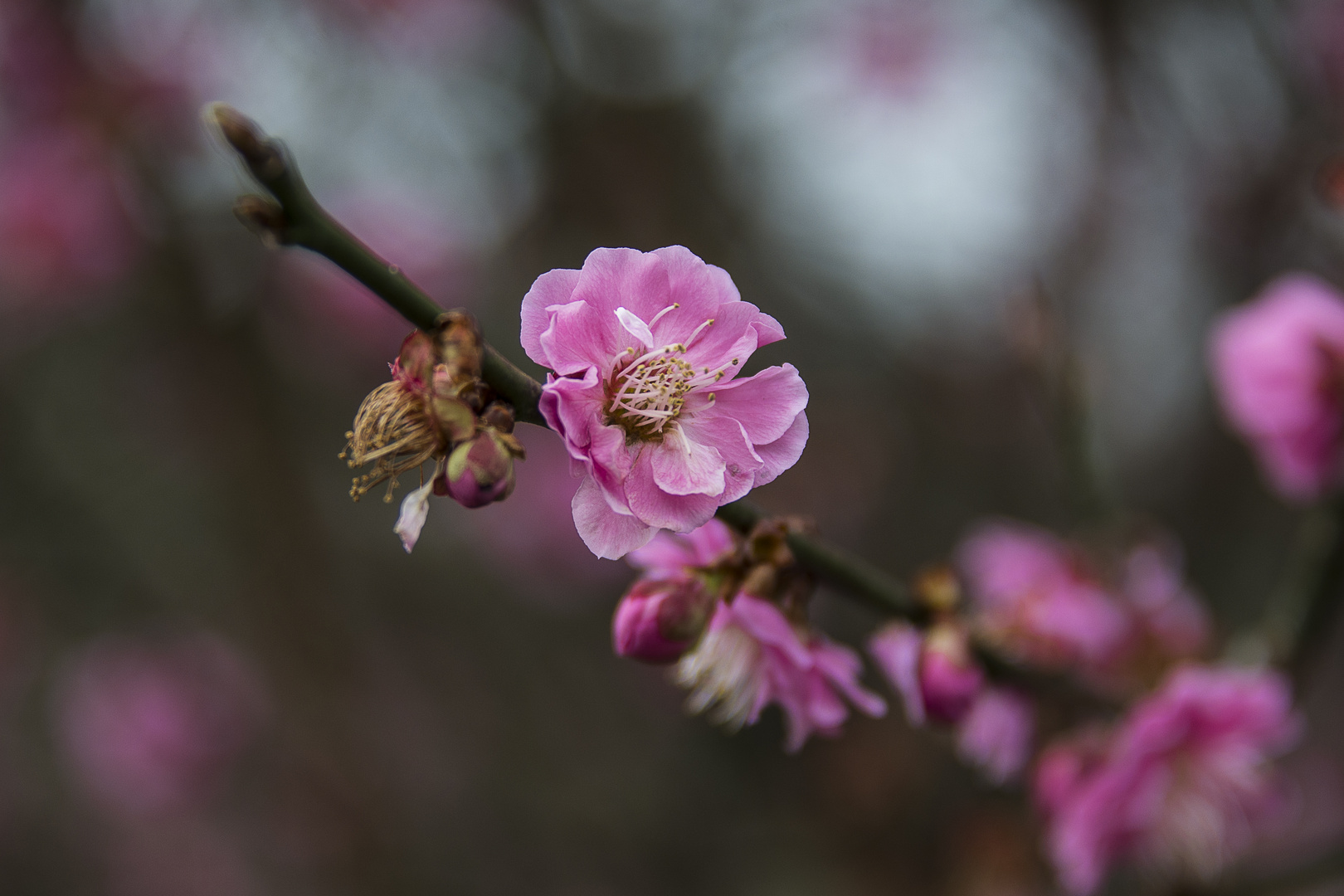 Blüte