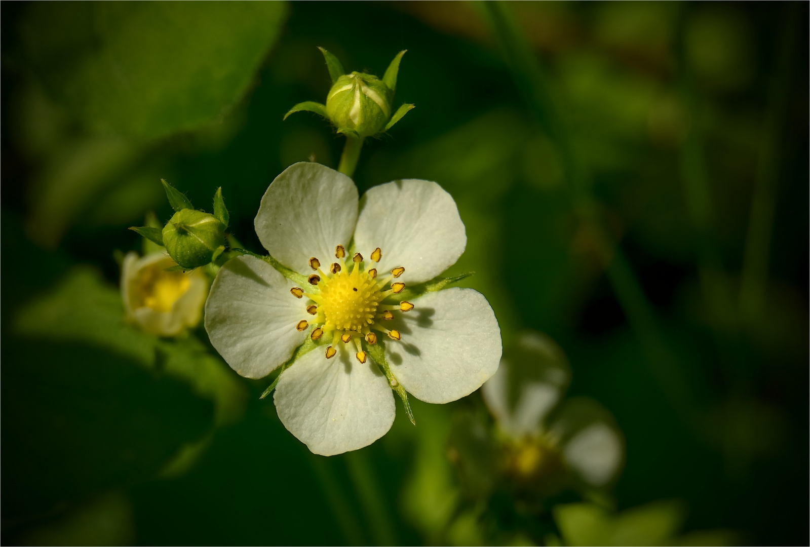 Blüte