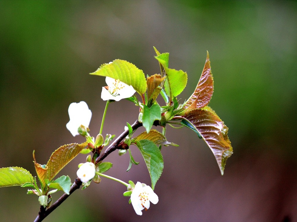 Blüte (04)