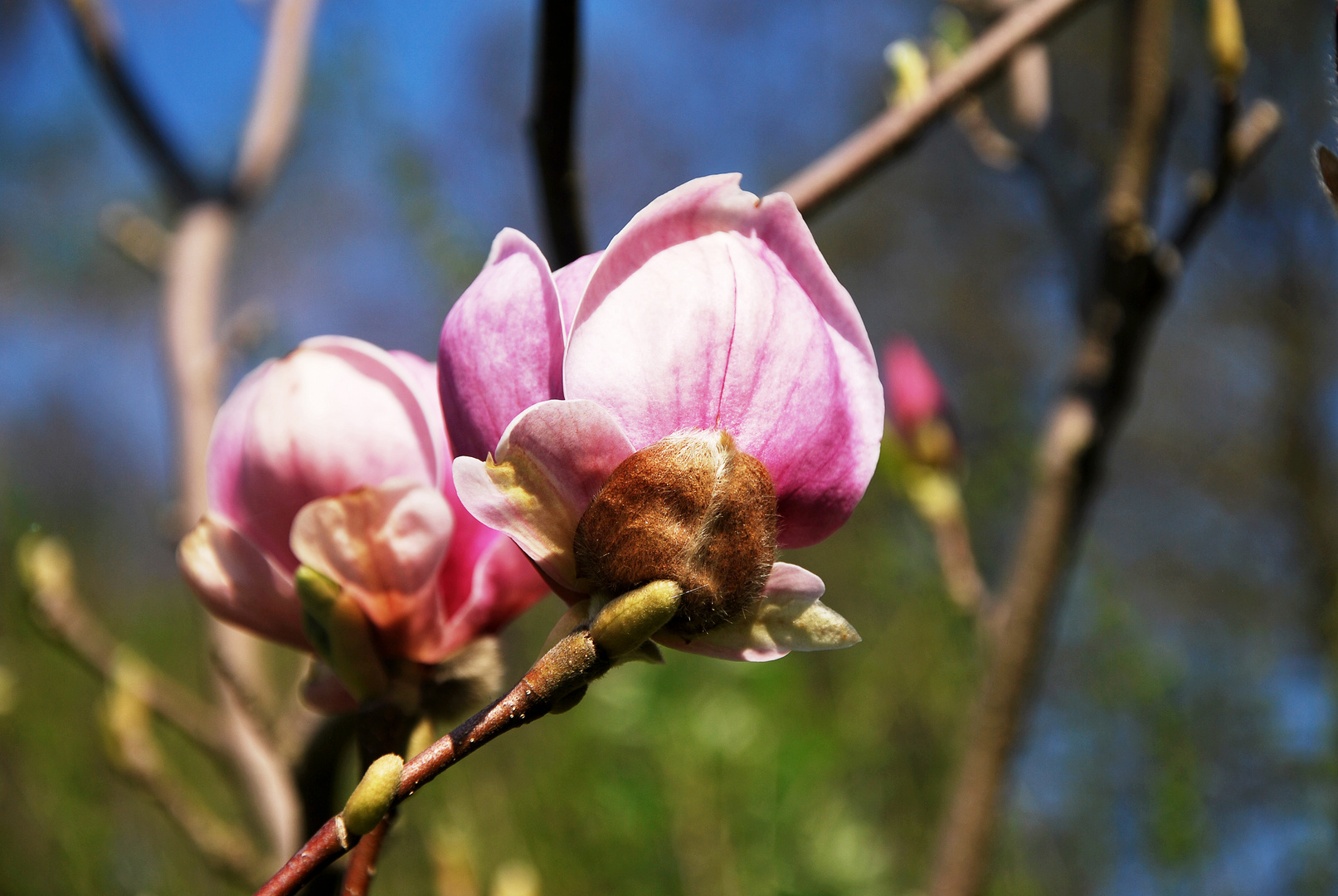 Blüte