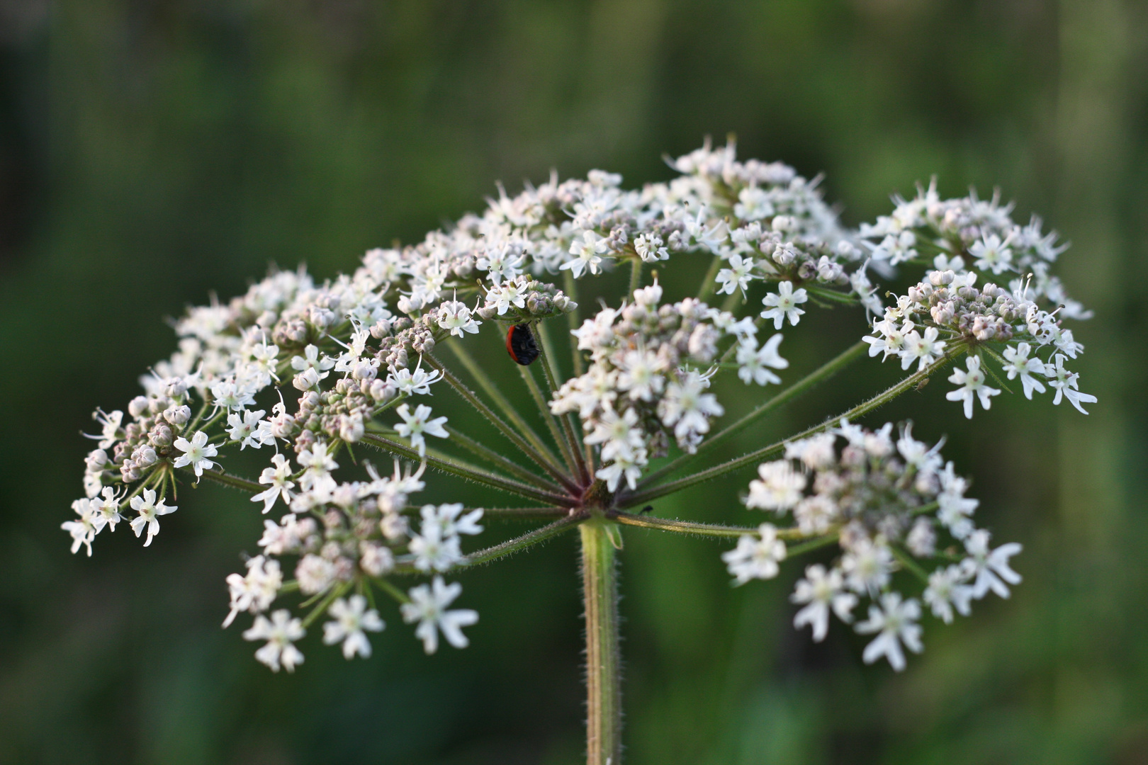 Blüte